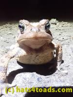 /home//u458753944/public_html/sourcegallery/////Roxborough Toad Detour/2022/2022-03-19/P3190901.JPG